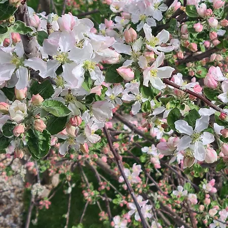 Jagd Trifft Moderne & Boutique Jardin *